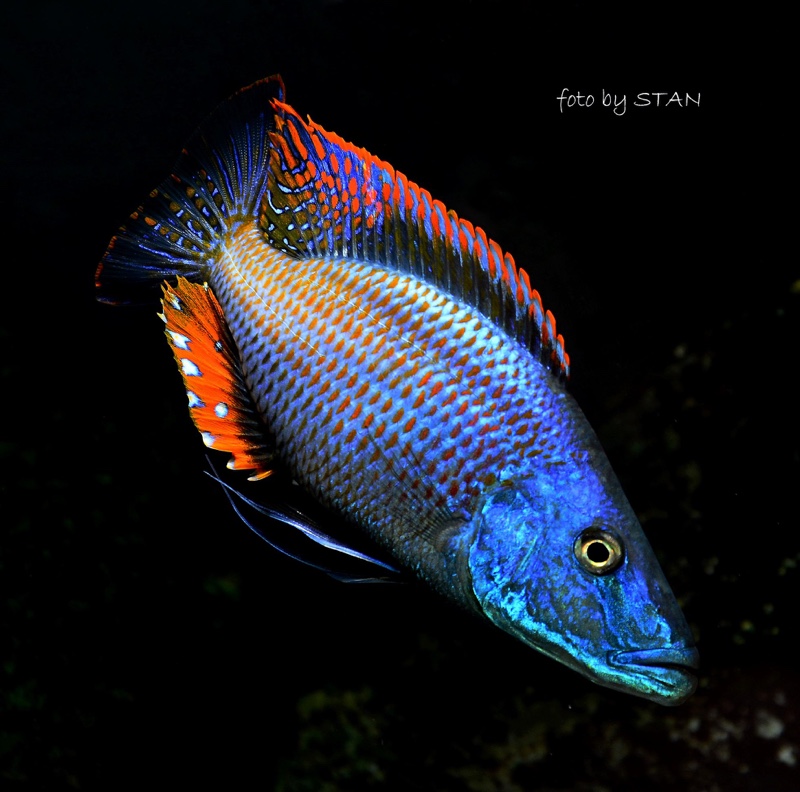 Dimidiochromis compressiceps